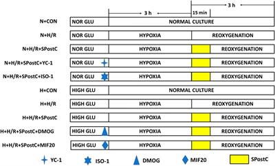 Sevoflurane Postconditioning Attenuates Hypoxia/Reoxygenation Injury of Cardiomyocytes Under High Glucose by Regulating HIF-1α/MIF/AMPK Pathway